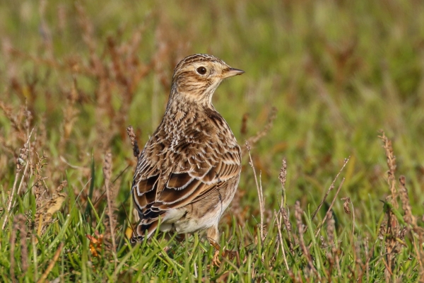 A Meadow Pipit in the grass at the back of the sand dunes, Bull Island, Dublin