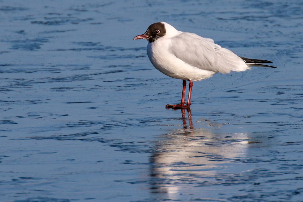 bird watching dublin