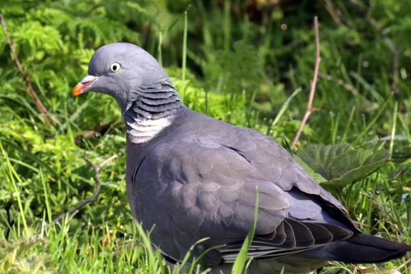 A Wood Pigeon in the grass at Broadmeadows Estuary, Dublin