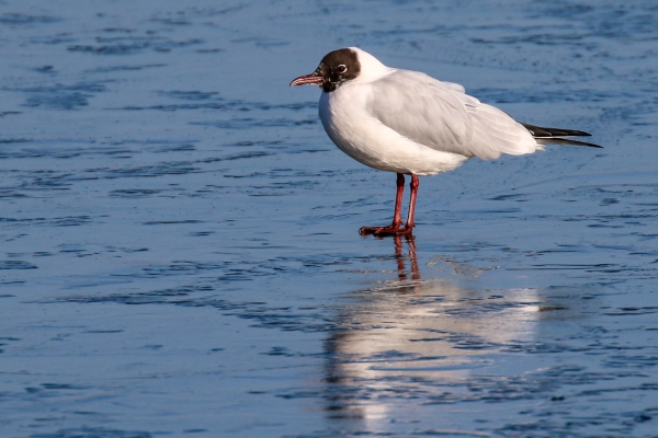 A Black Headed Gull stands on the frozen surface of Broadmeadows Estuary, Dublin