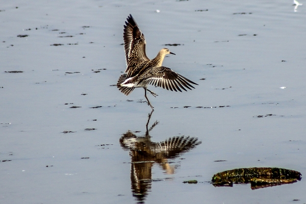 A Ruff feeding on the mudflats at low tide at Broadmeadows Estuary, Dublin