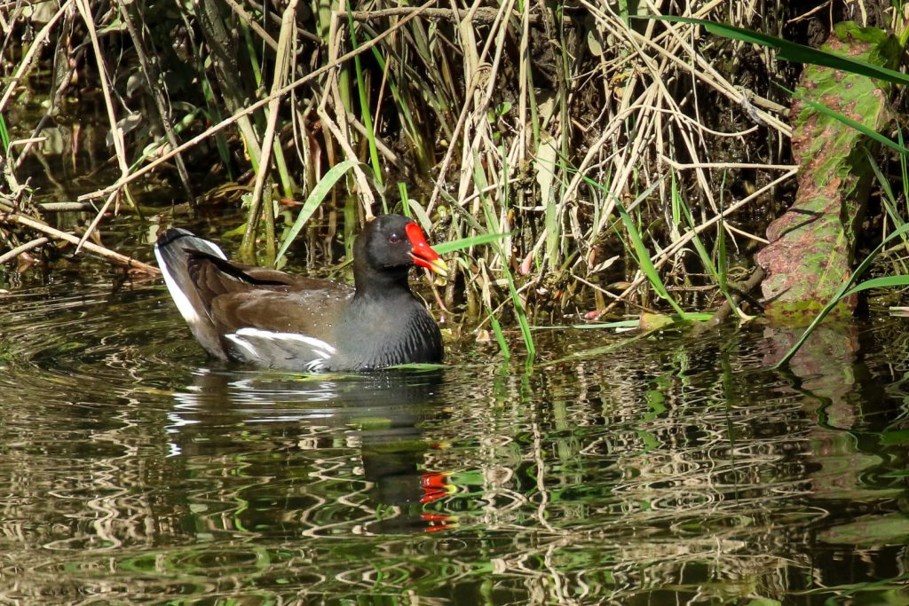 Birds of Boadmeadows Estuary, Dublin