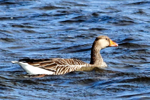 A Greylag Goose swims in the blue water of Broadmeadows Estuary, Dublin