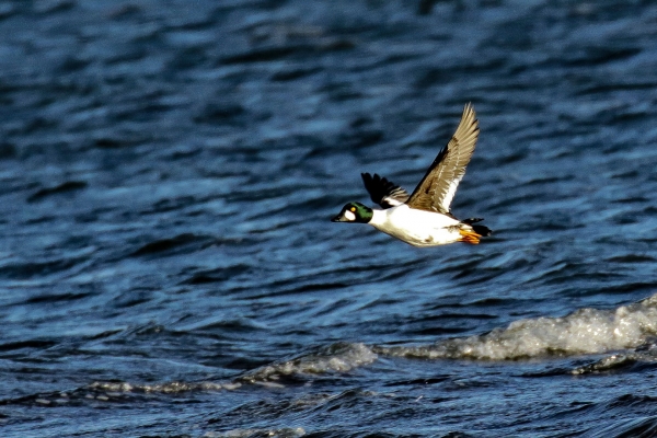 A Goldeneye duck flies just above the water of Broadmeadows Estuary, Dublin