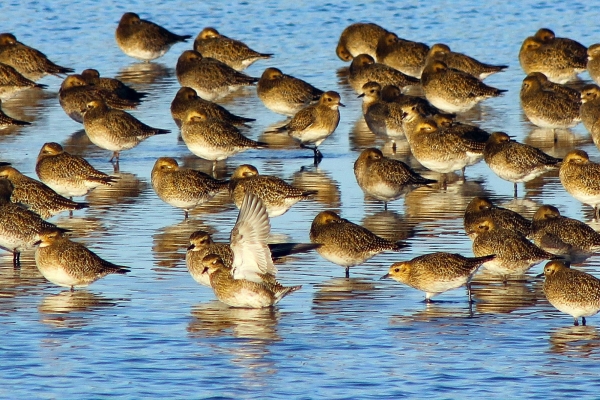 Golden Plovers stand in the shallow water of Broadmeadows Estuary, Swords, County Dublin