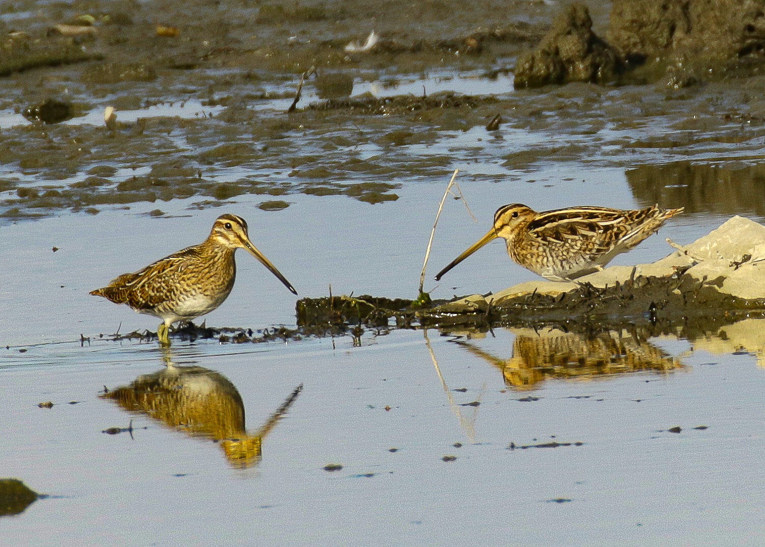 A pair of Snipe, forading
