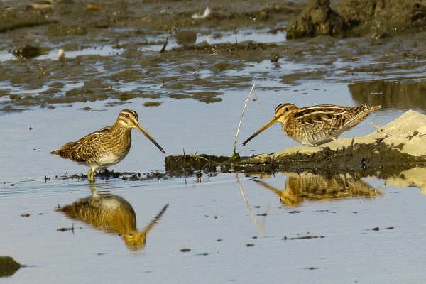 A pair of Snipes forrage for food at low tide, Broadmeadows Estuary, Dublin