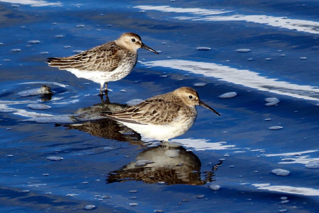 Broadmeadows Estuary, Birds