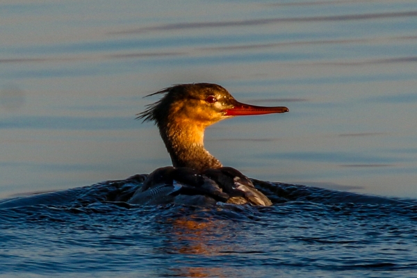 A Red Breaster Merganser in low evening sun at Broadmeadows Estuary, Dublin