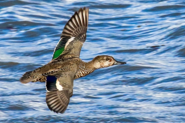 A Teal flies low over the water at Broadmeadows Estuary, Dublin