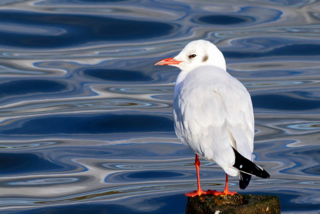 bird-watching-dublin