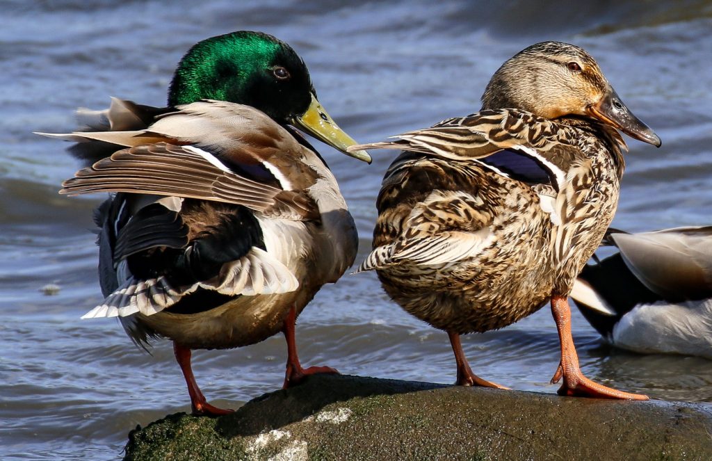 Bird watching broadmeadows estuary