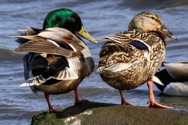 Two Mallards look over their shoulder ay Broadmeadows Estuary, Dublin
