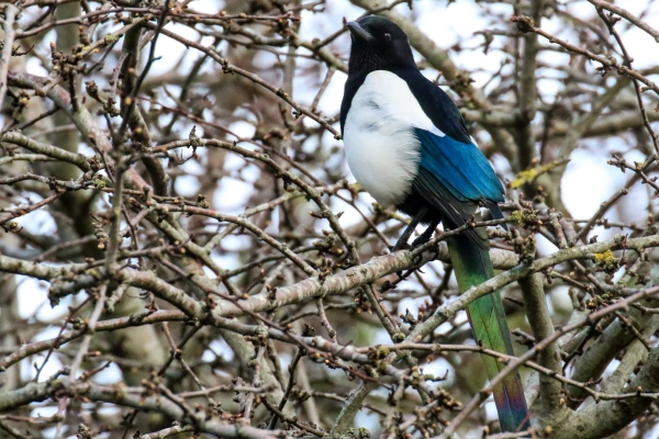 A Magpie perches in a tree in winter at Broadmeadows Estuary, Dublin