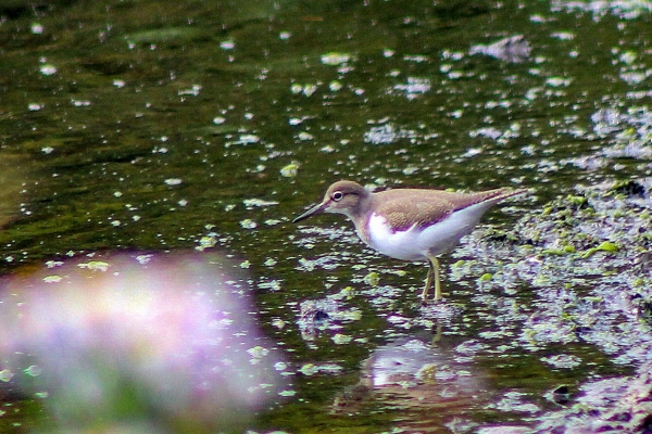Common Sandpiper at the edge of the water in Broadmeadows Estuary, Swords, County Dublin