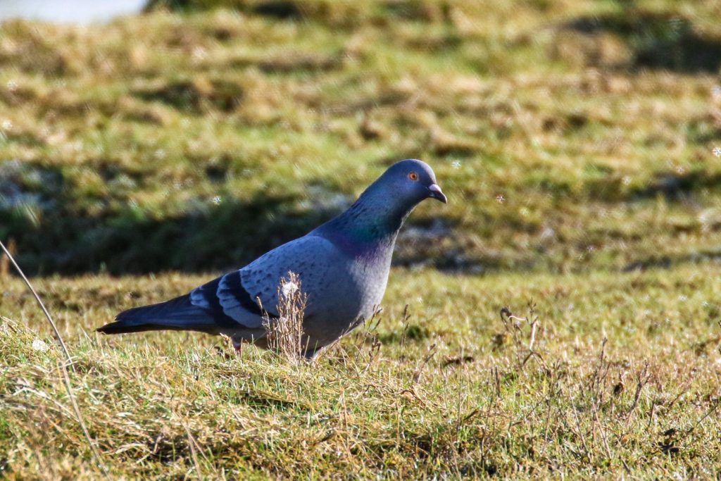 bird watching dublin