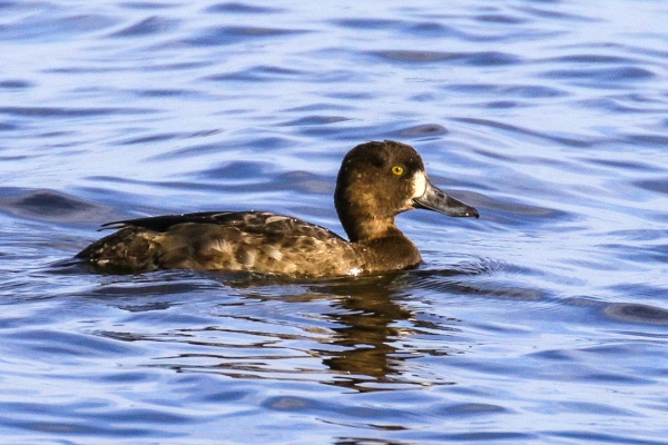 A Scaup swims in the calm waters of Broadmeadows Estuary, Dublin