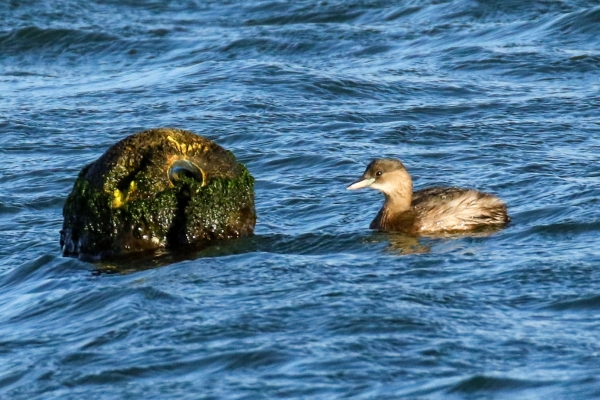 A Little Grebe beside a marker buoy at Broadmeadows Estuary, Dublin