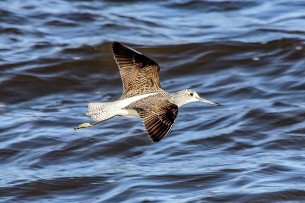 Greenshank seems to be checking out the camera at Broadmeadows Estuary, Dublin