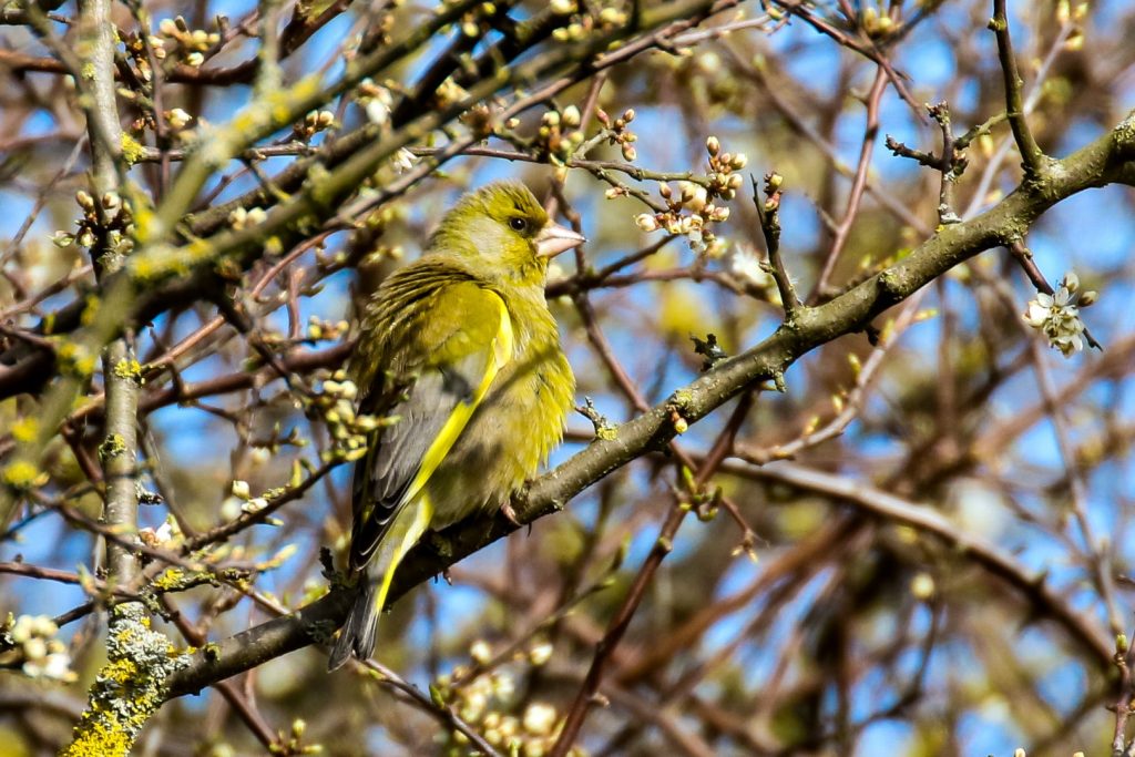 bird watching dublin