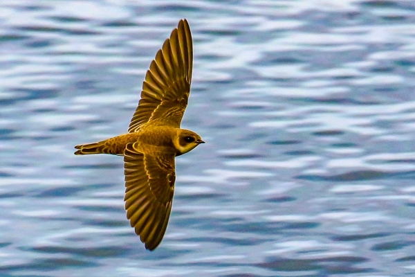 A Sand Martin with fully spread wings flies over water at Broadmeadows Estuary, Dublin