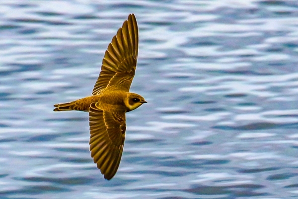 A Sandmartin flies low over the water at Broadmeadows Estuary, Dublin