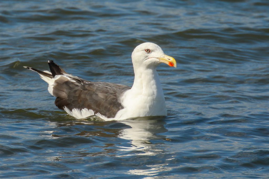 bird watching dublin