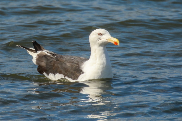 A Great Black backed gull swims in Broadmeadows Estuary, Dublin