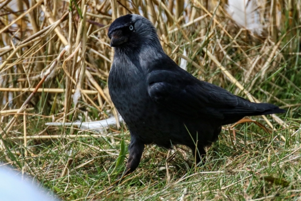 A Jackdaw at Broadmeadows Estuary, Dublin