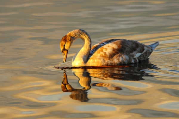 A Mute Swan with reflected image in low sunshine, Broadmeadows Estuary, Dublin