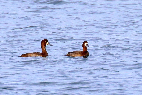 A Pair of Scaup swim in the blue water of Broadmeadows Estuary, Dublin