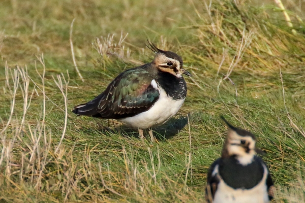 A LApwing resting on the grass bank at Broadmeadows Estuary, Dublin