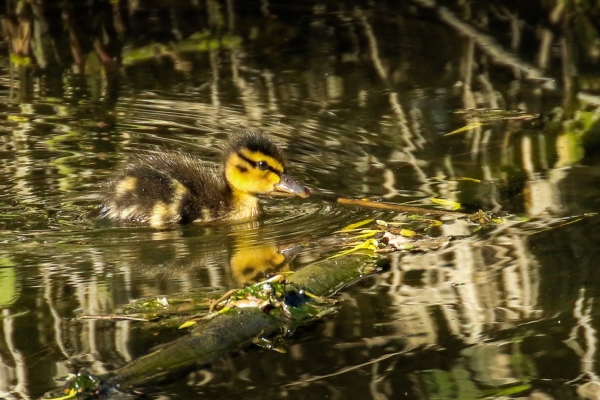 A Young chick swims on the Broadmeadows River, Broadmeadows Estuary, Dublin