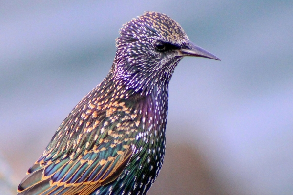 A close up shot of a starling showing the iridescent colours on its feathers