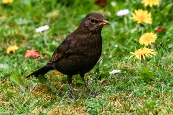 Blackbird in wildflowers at Broadmeadows Estuary, Dublin
