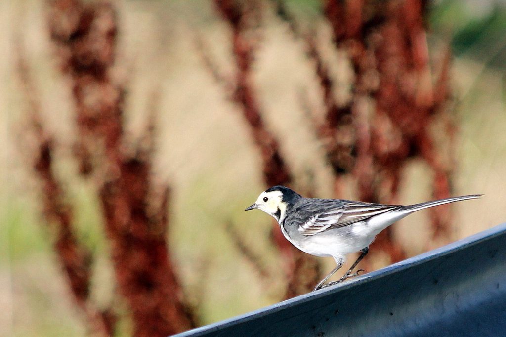 bird watching dublin