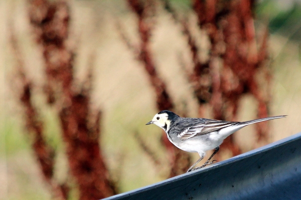 A Pied Wagtail at Broadmeadows Estuary, Dublin