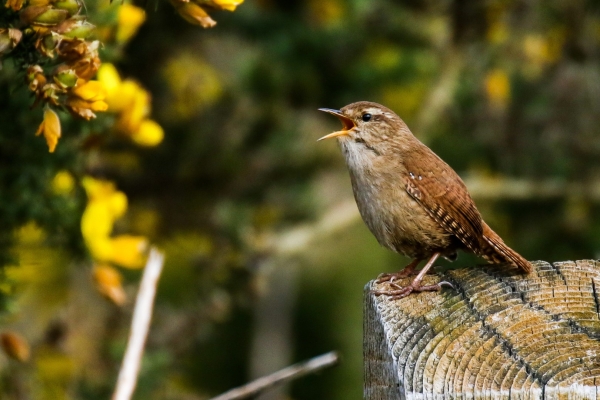 A Wren sings from a fence post at Broadmeadows Estuary, Dublin