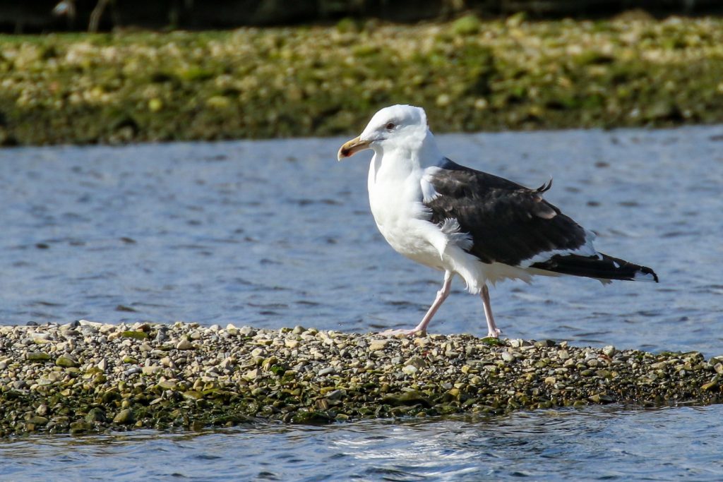 bird watching dublin