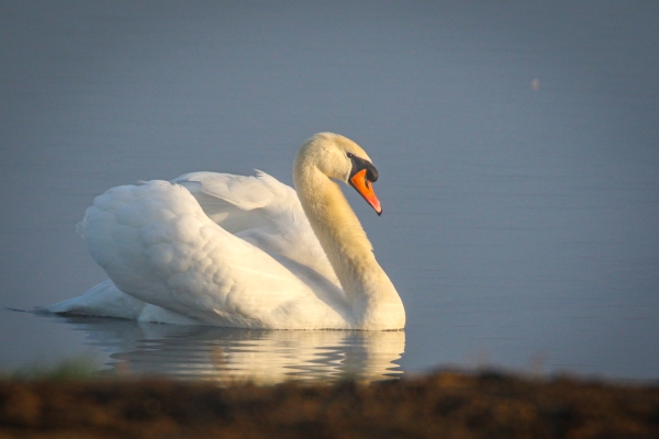 A Mute Swan in early morning sunshine at Broadmeadows Estuary, Dublin
