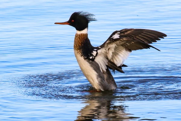 A Red Breasted Merganser slaps his wings at Broadmeadows Estuary, Dublin
