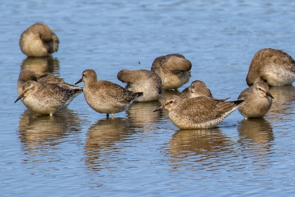 Knots standing in shallow Rubber at Broadmeadows Estuary, Dublin