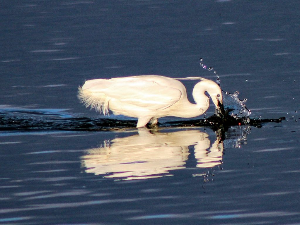 bird watching dublin