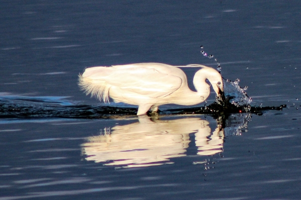 A Little Egret makes a big splash at Broadmeadows Estuary, Dublin