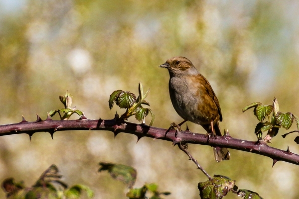 A Dunnock soaks up some Spring Sunshine at Broadmeadows Estuary, Dublin