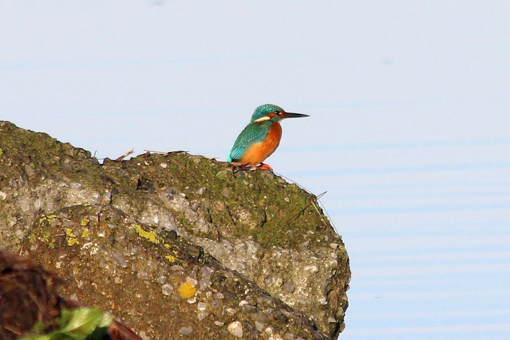 bird watching dublin