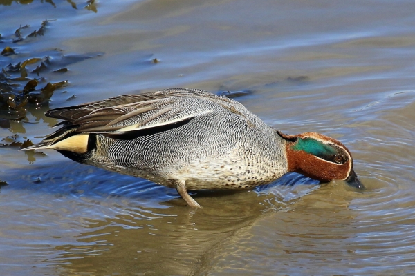 A Teal scours the mud for food at Broadmeadows Estuary, Dublin