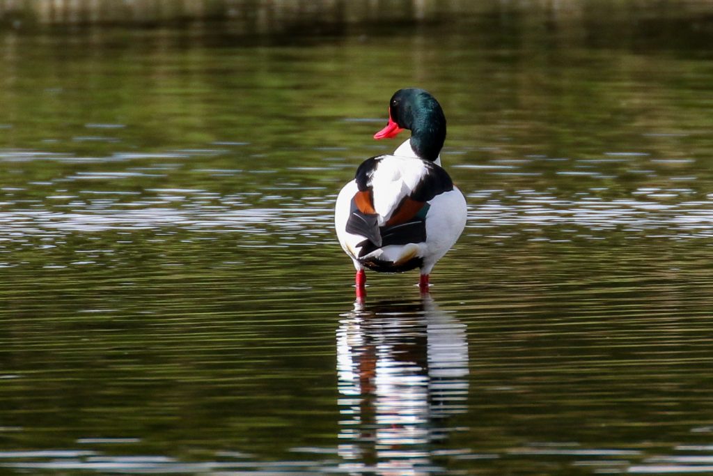 bird watching dublin