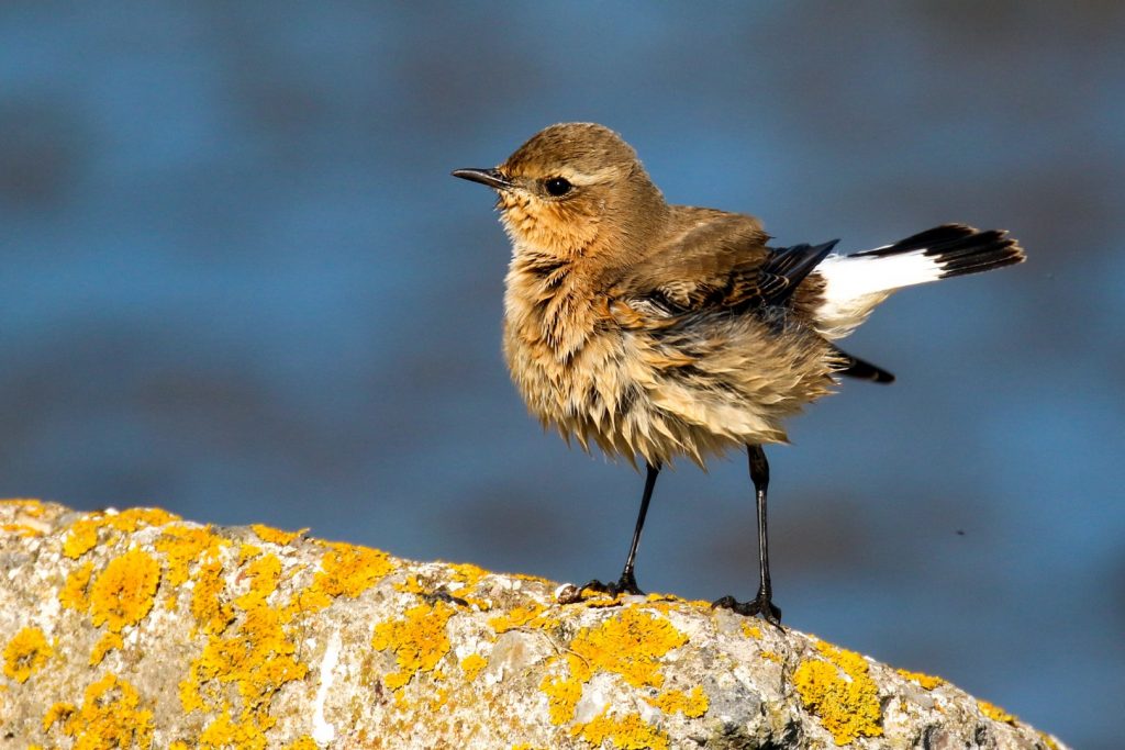 bird watching dublin