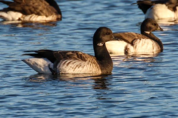 A Brent Goose swinnibg at Broadmeadows Estuary, Dublin